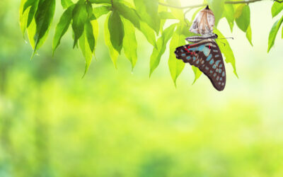 The Power of the Positive Mindset