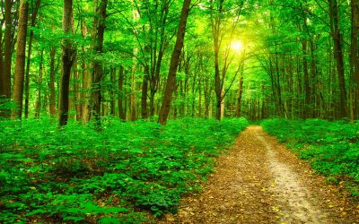 What Builds a Wellbeing Culture – and What Gets in the Way